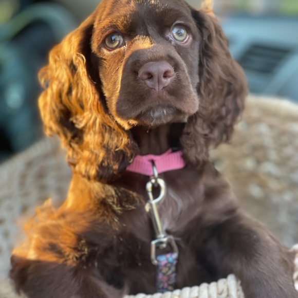 Meet your Posher, Tracy - Picture 3 of 4